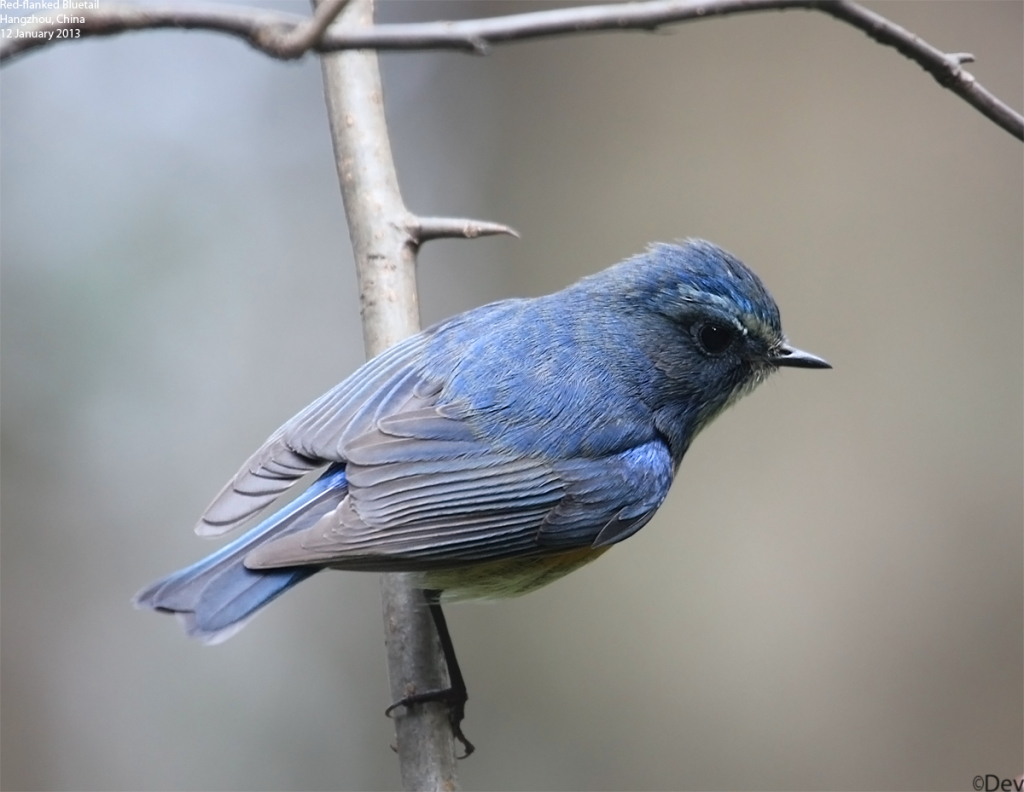 bluetail,red_flanked_005