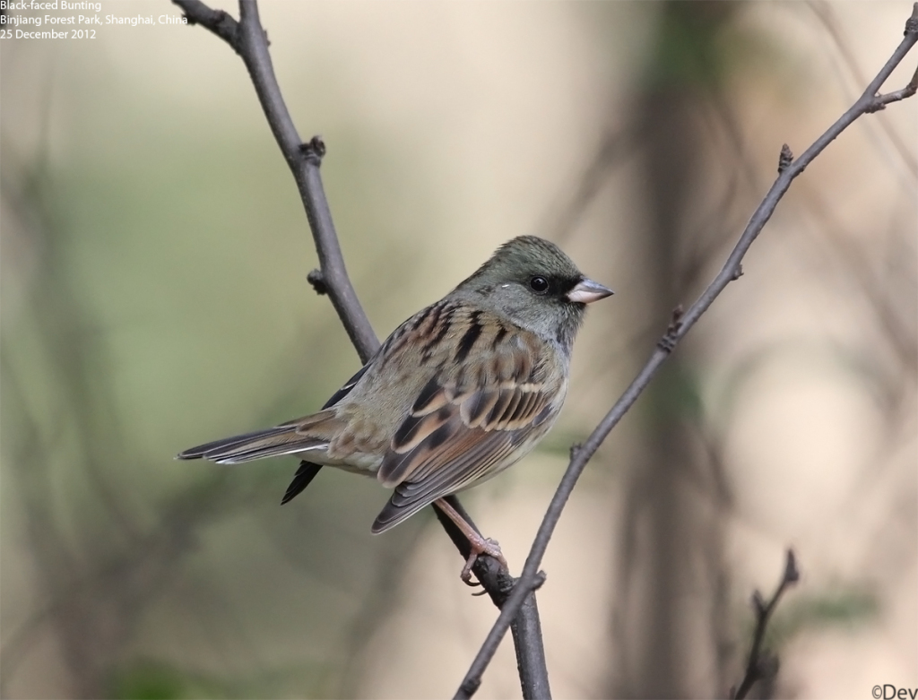 Black-faced Bunting
