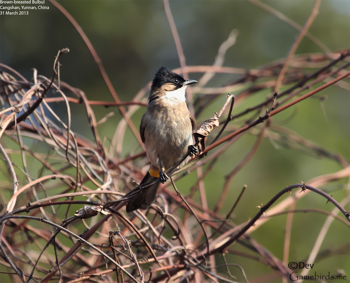 Brown-breasted Bulbul