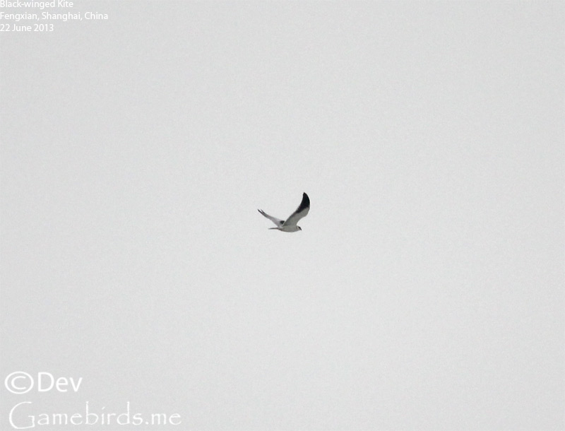Kite,Black-winged_001