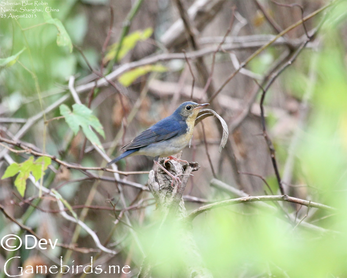 Subadult male Siberian Blue Robin @ XiaoYangshan