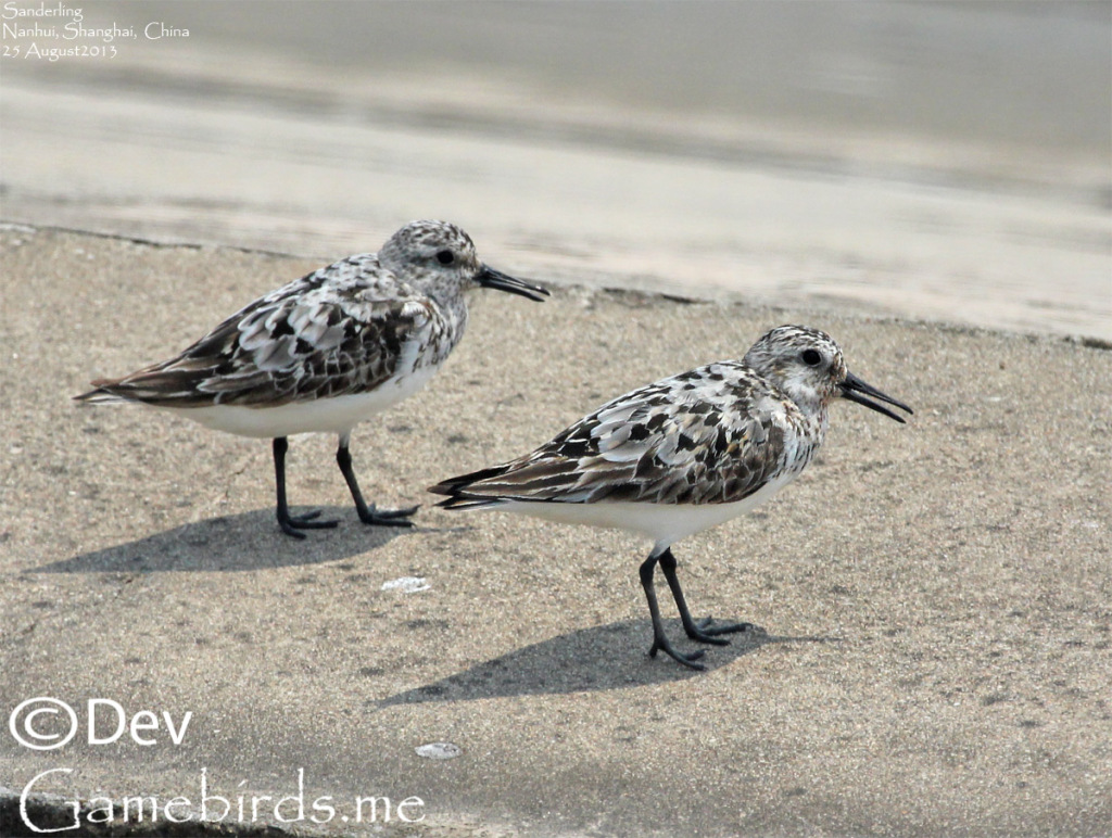 Sanderlings from 2013, exactly at the same place.