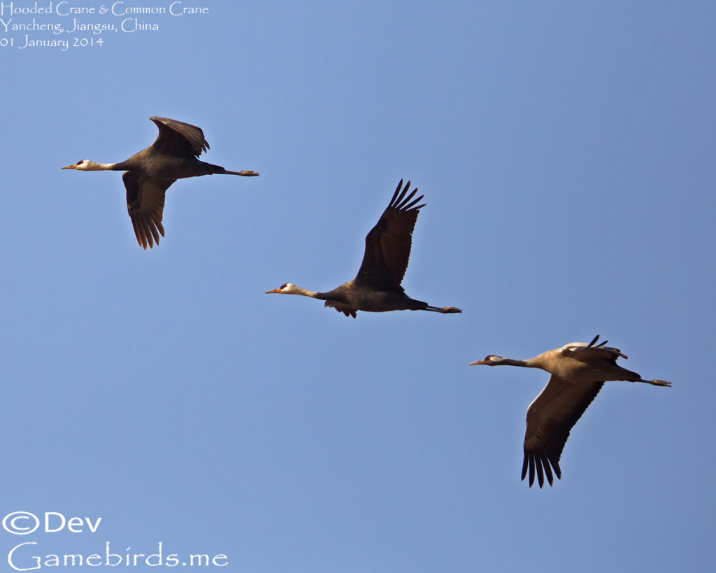 Hooded and Common Crane