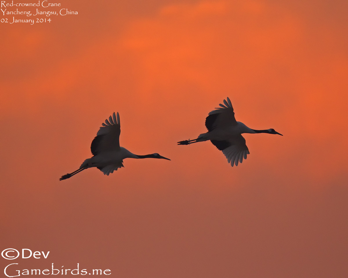 Crane,Red_crowned_006