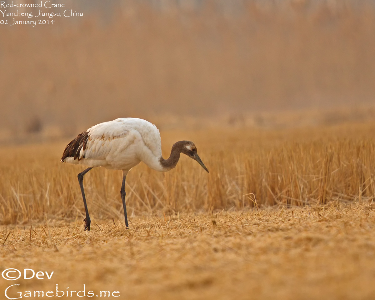 Crane,Red_crowned_009