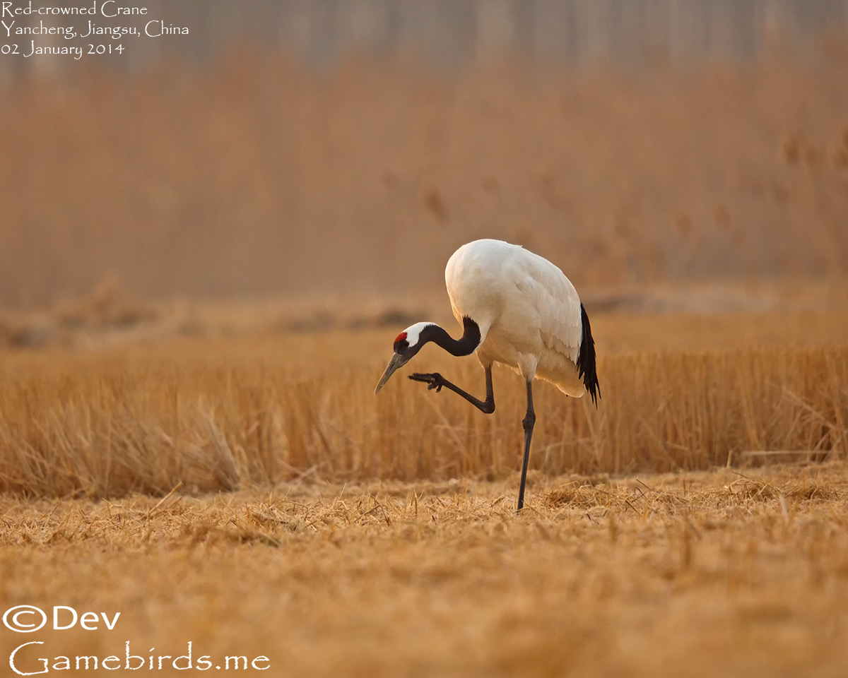 Crane,Red_crowned_011