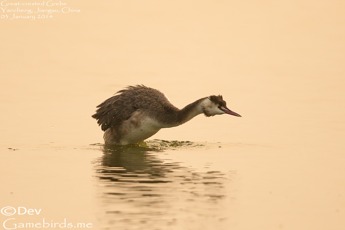 Grebe,Great_crested_002