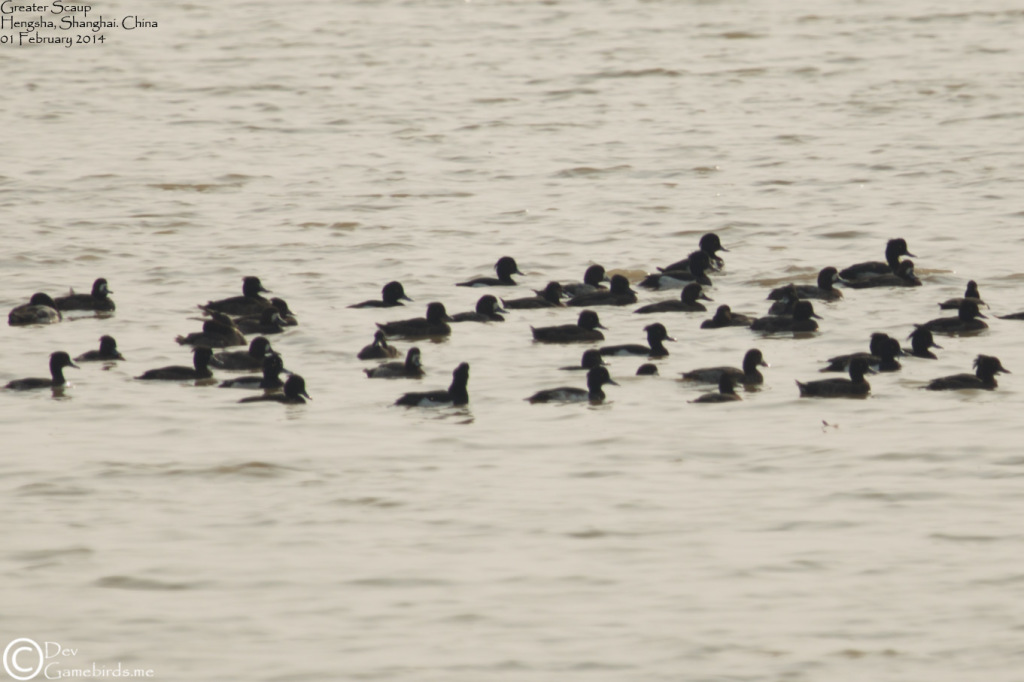Scaup,Greater_001