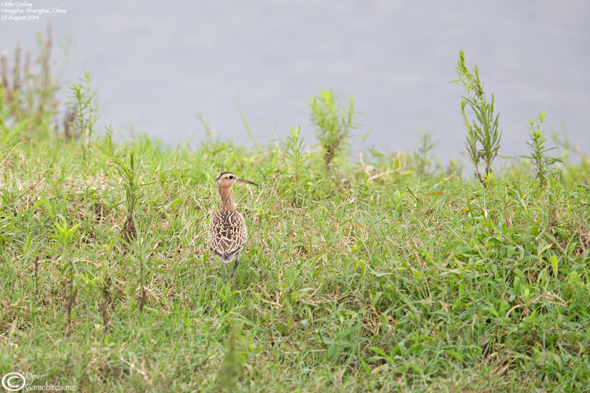Curlew,Little_004