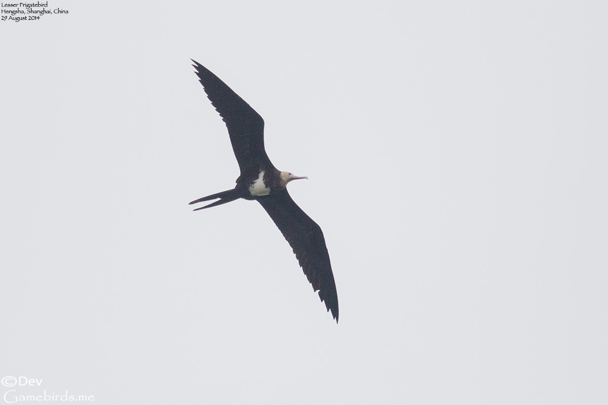 Frigatebird,Lesser_001