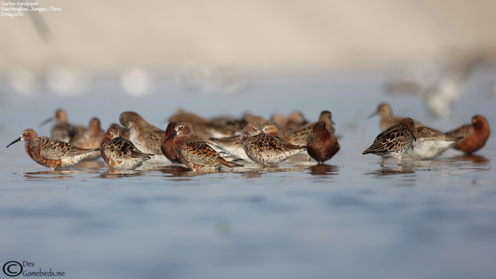 Flock of breeding plumaged Curlew Sandpiper during May 2012
