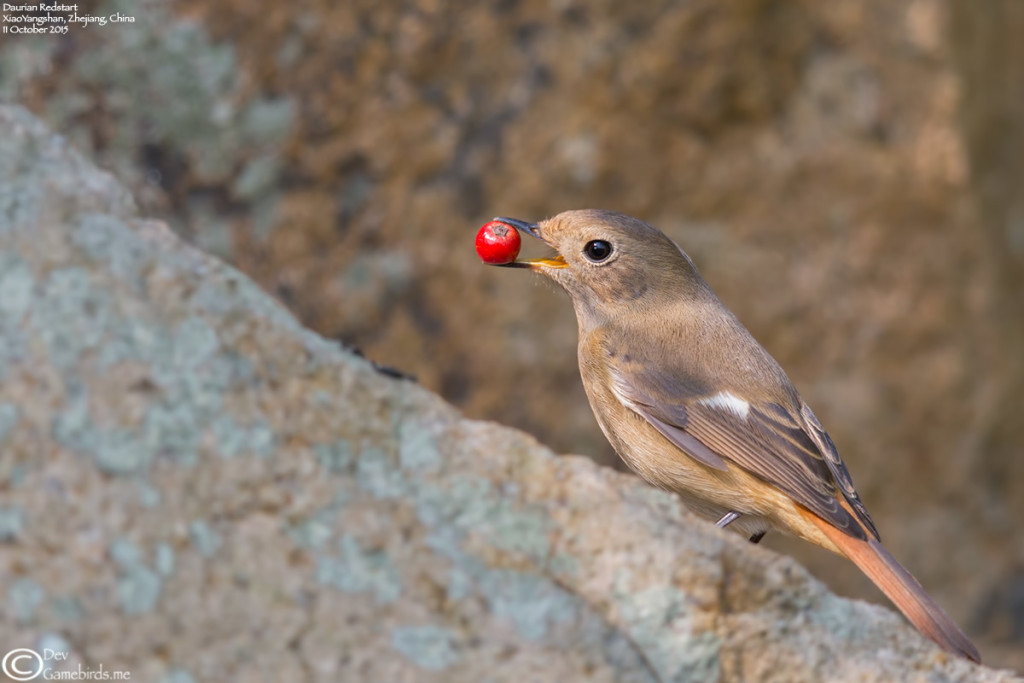 Daurian Redstart toying with a berry