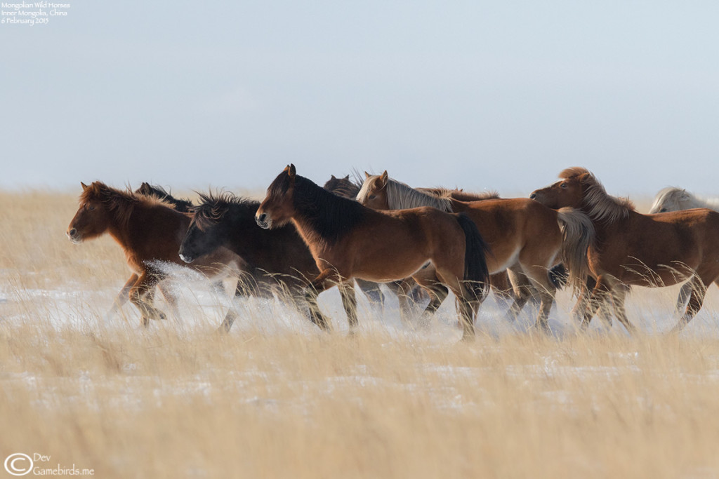 It's great to see some wild horses ahead of the "Year of the Horse"