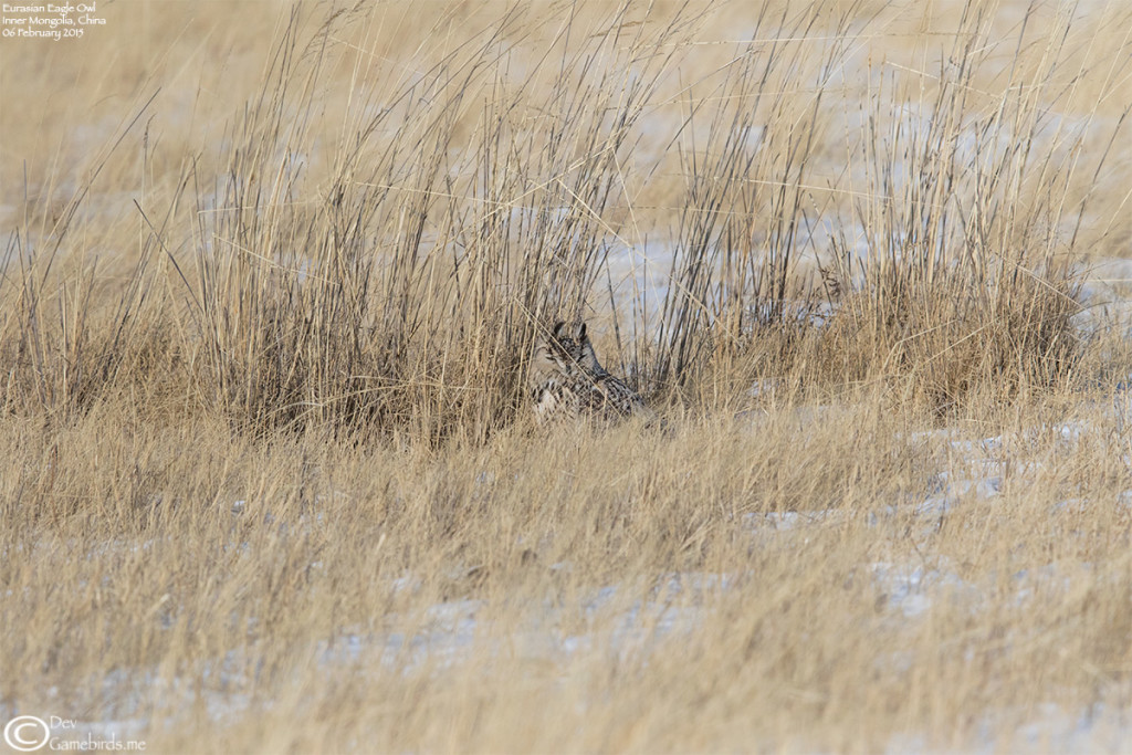 Master of Camouflage - Eurasian Eagle Owl