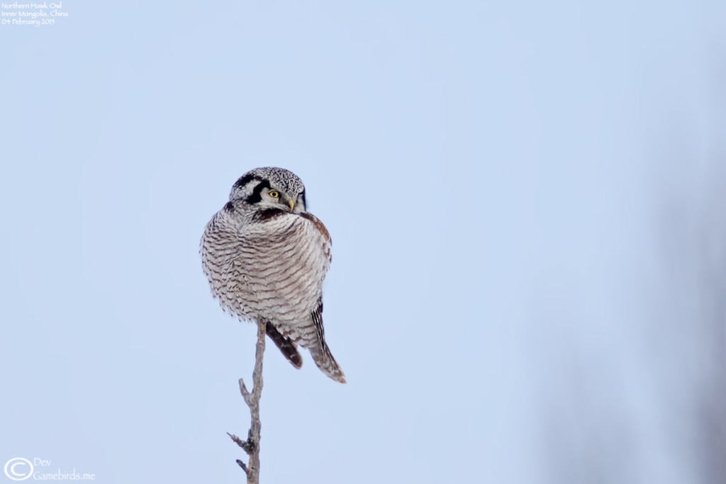 Northern Hawk Owl in its typical sentry position