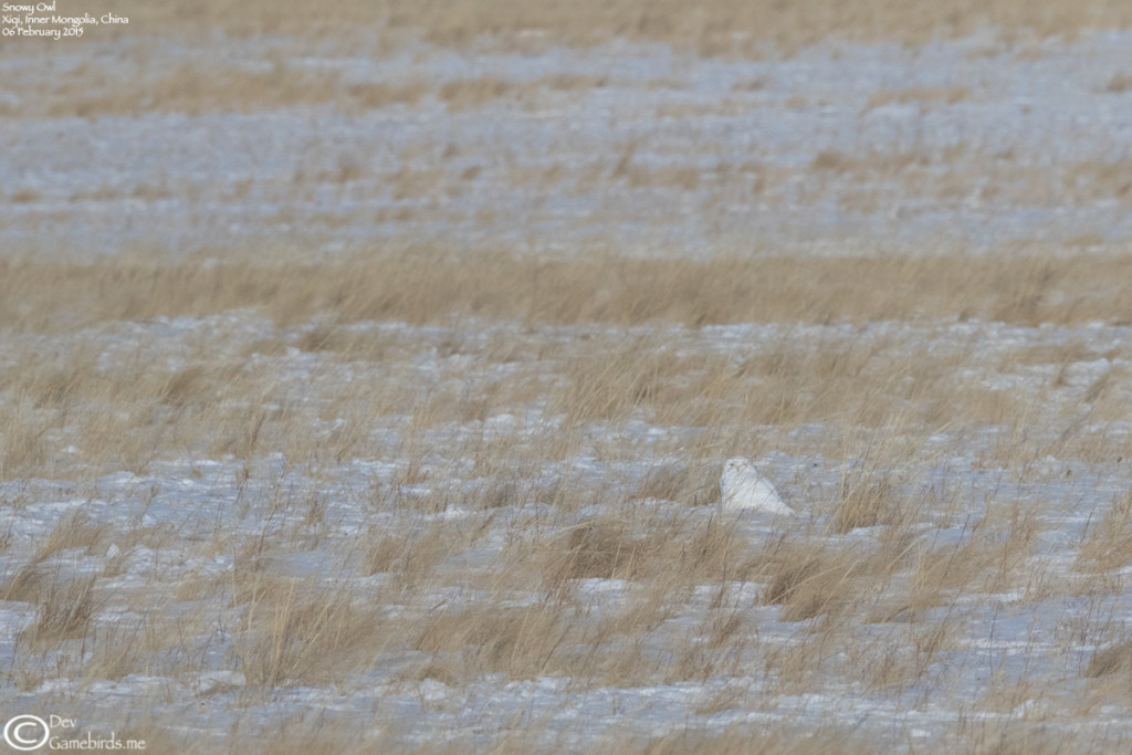 Male Snowy from a distance
