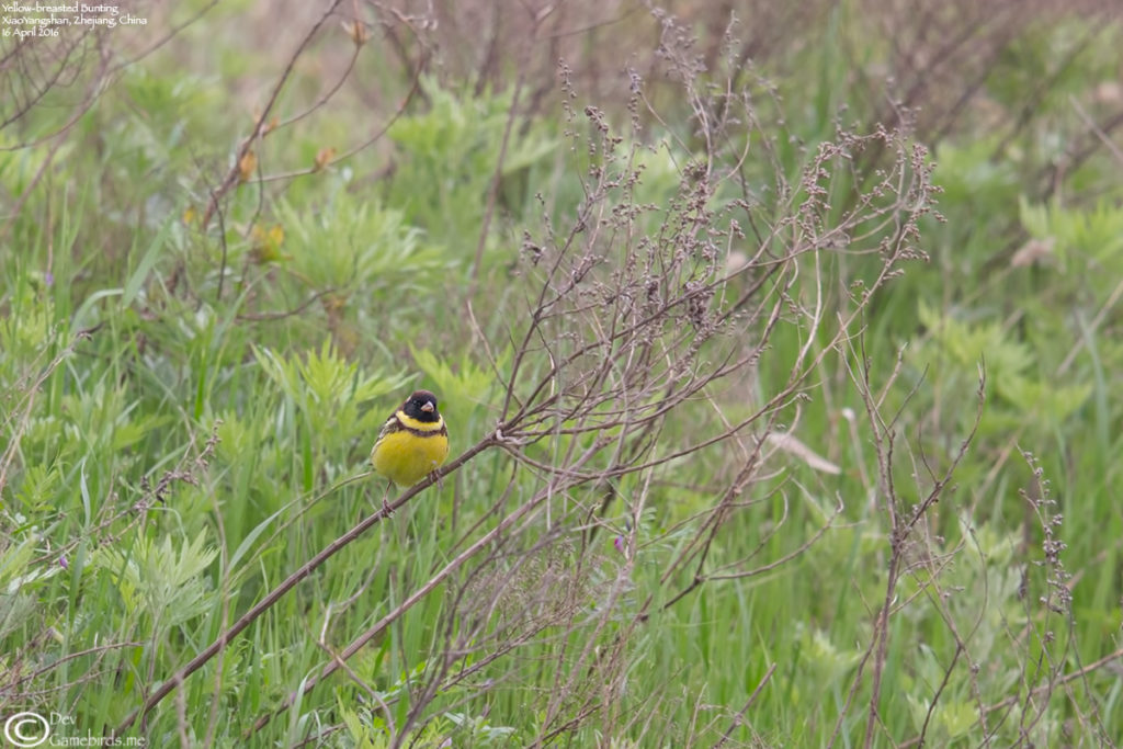 Yellow-breasted Bunting