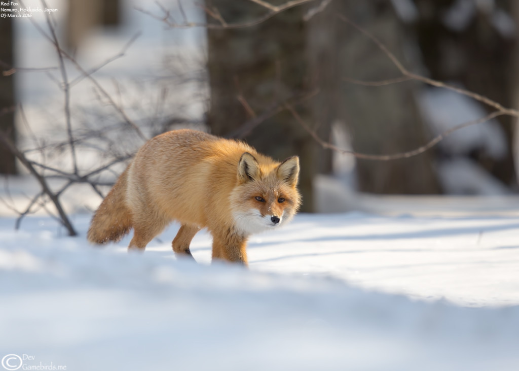 Fox,Red_002