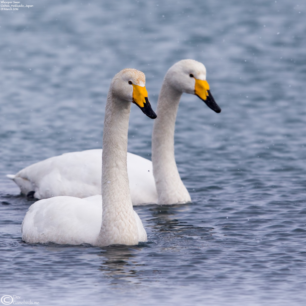 Swan,Whooper_010