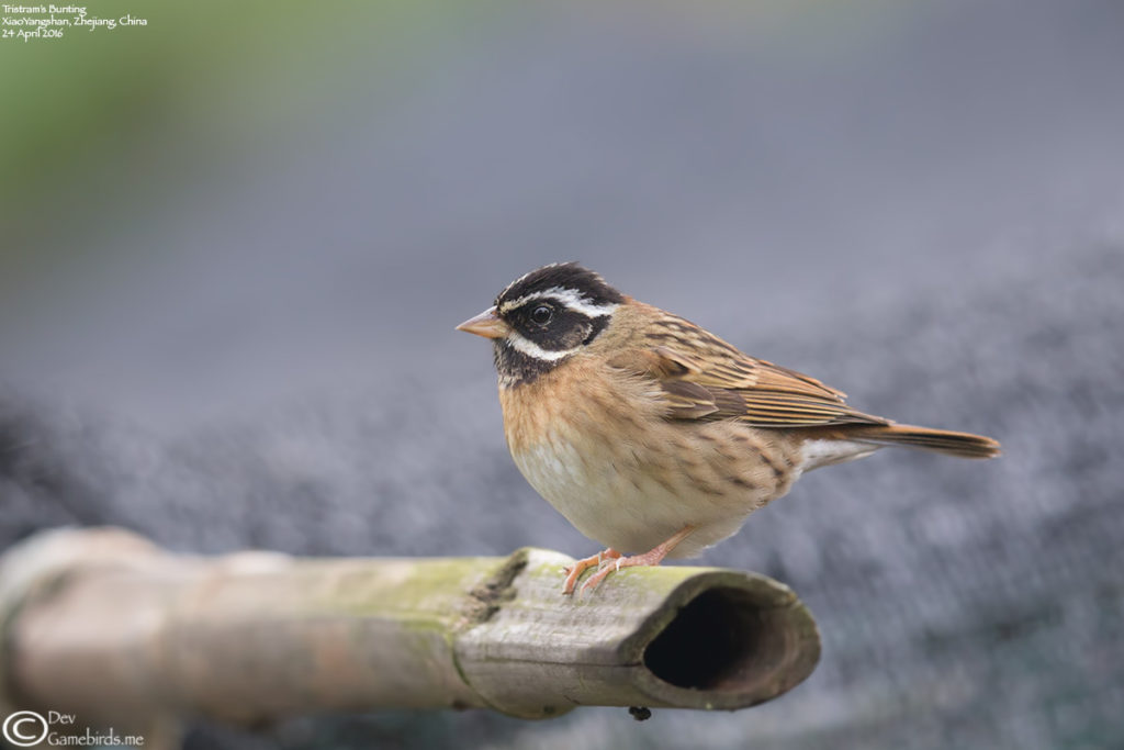 A very common Bunting during passage.