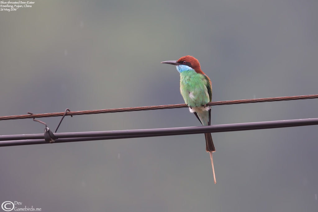 Bee_Eater,Blue_throated_001
