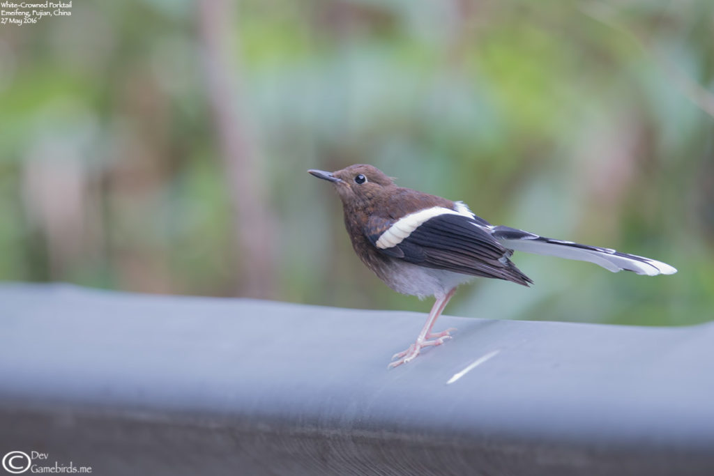 Forktail,White_crowned_002