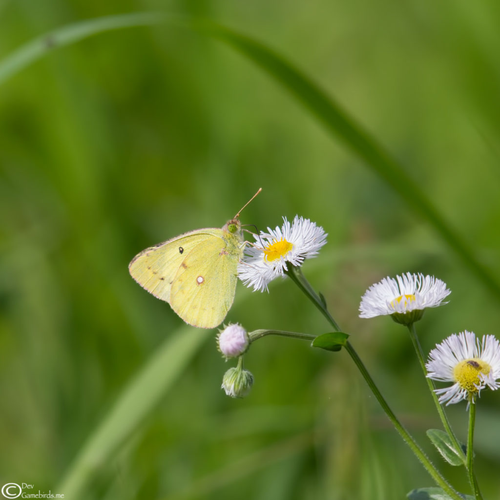 Eastern Pale Clouded Yellow