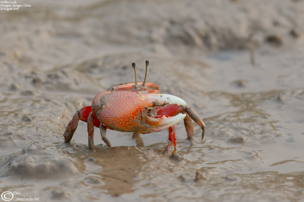 You can't see me - Fiddler Crab