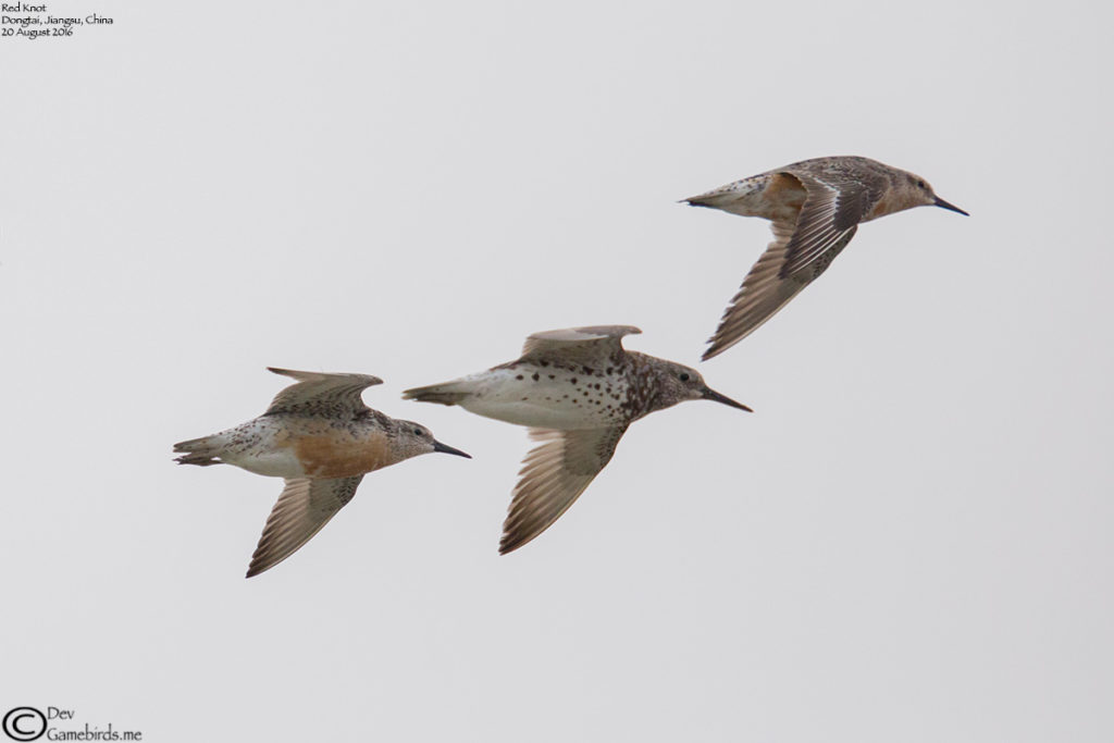 Red Knot in flight
