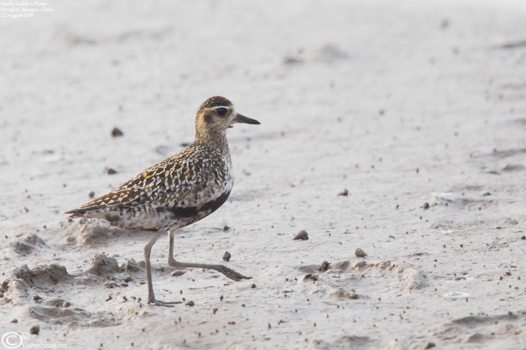 Goldie Gold losing gold - Pacific Golden Plover 