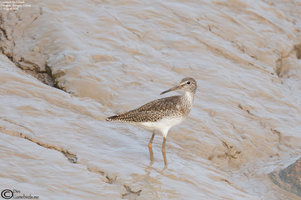 Local breeders new arrival - Common Redshank