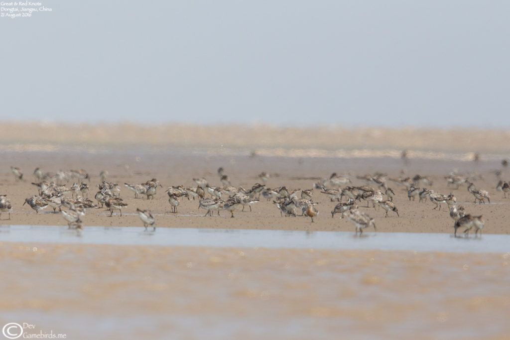 Great and Red Knots during high tide at Dongtai