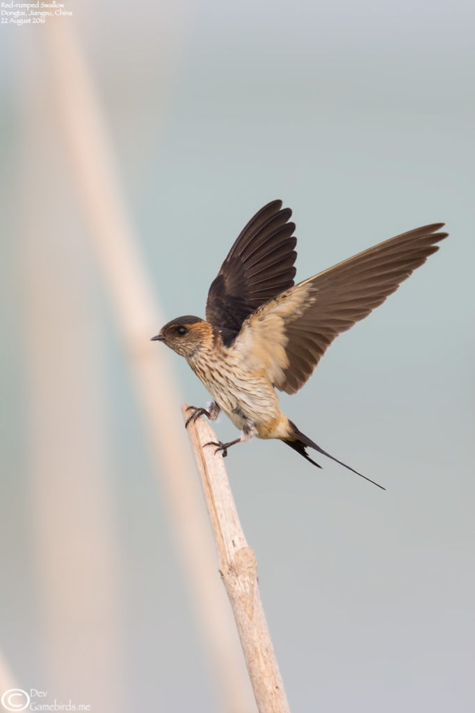 One of the several Red-rumped Swallow's