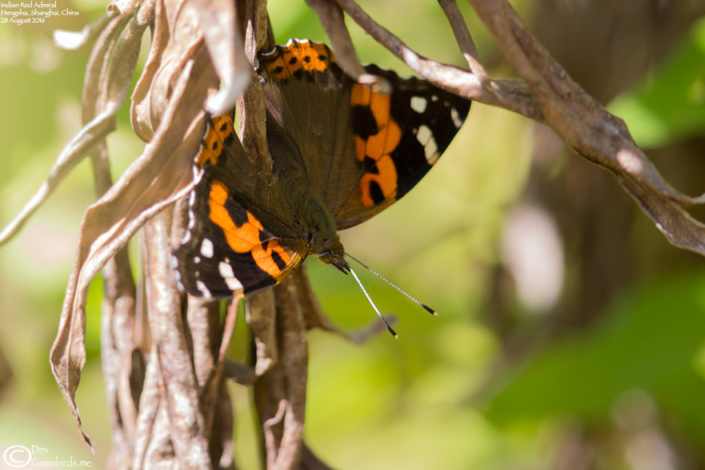 Indian Red Admiral at Hengsha island