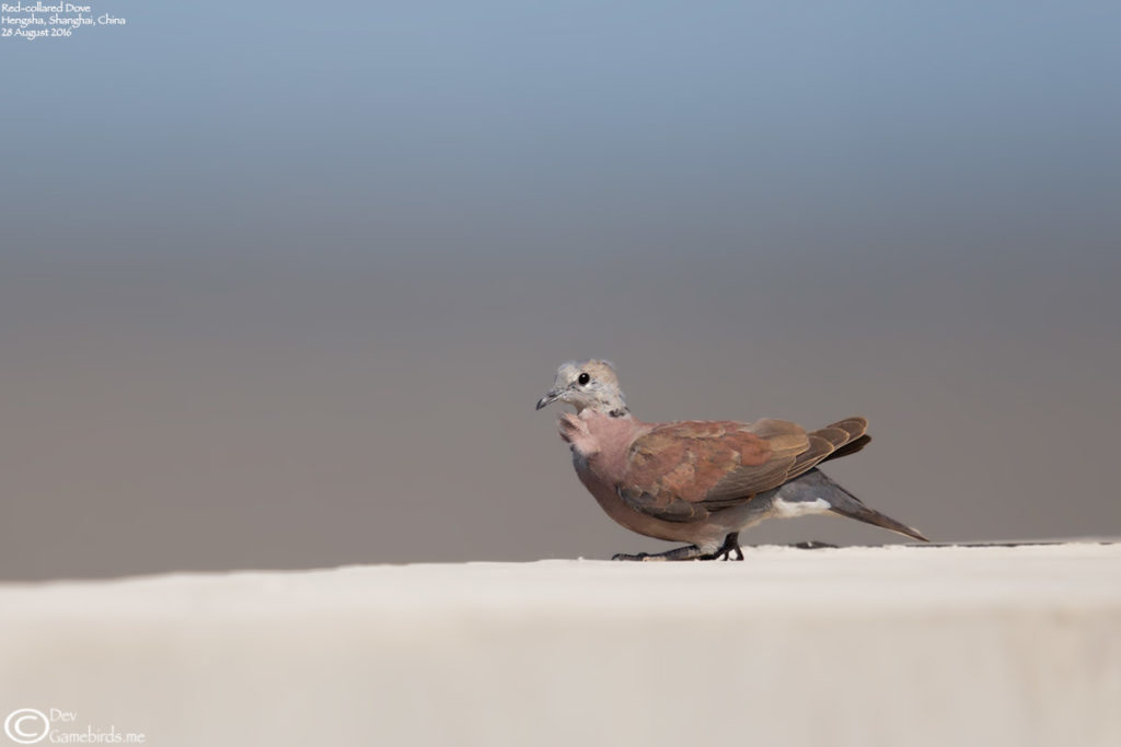 Red-collared Dove at Hengsha
