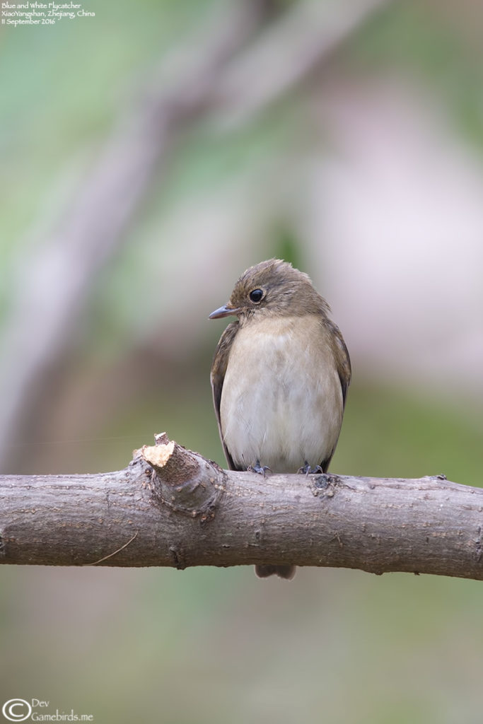 Female Blue and White Flycatcher
