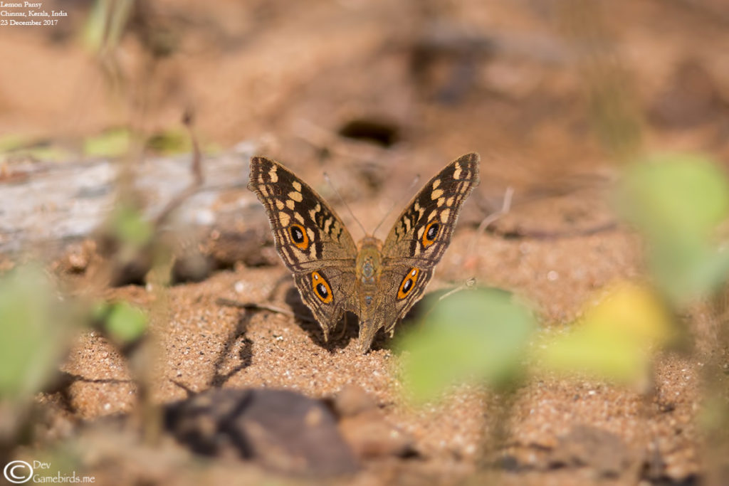 Butterflies of Western Ghats - Chinnar