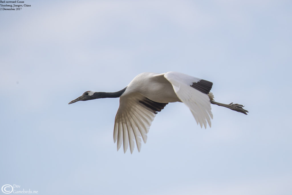 Red crowned crane at Yancheng Nature Reserve