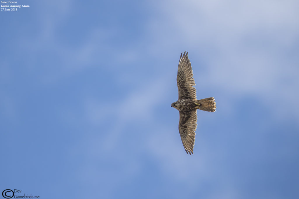 Altai Falcon