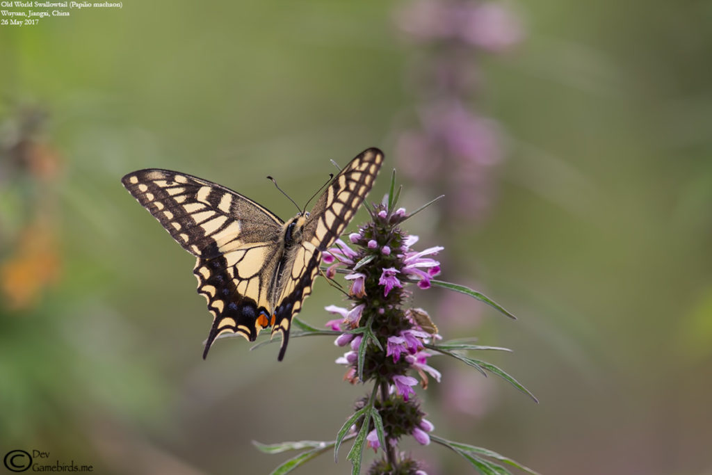 Dorsal View - Old World Swallowtail