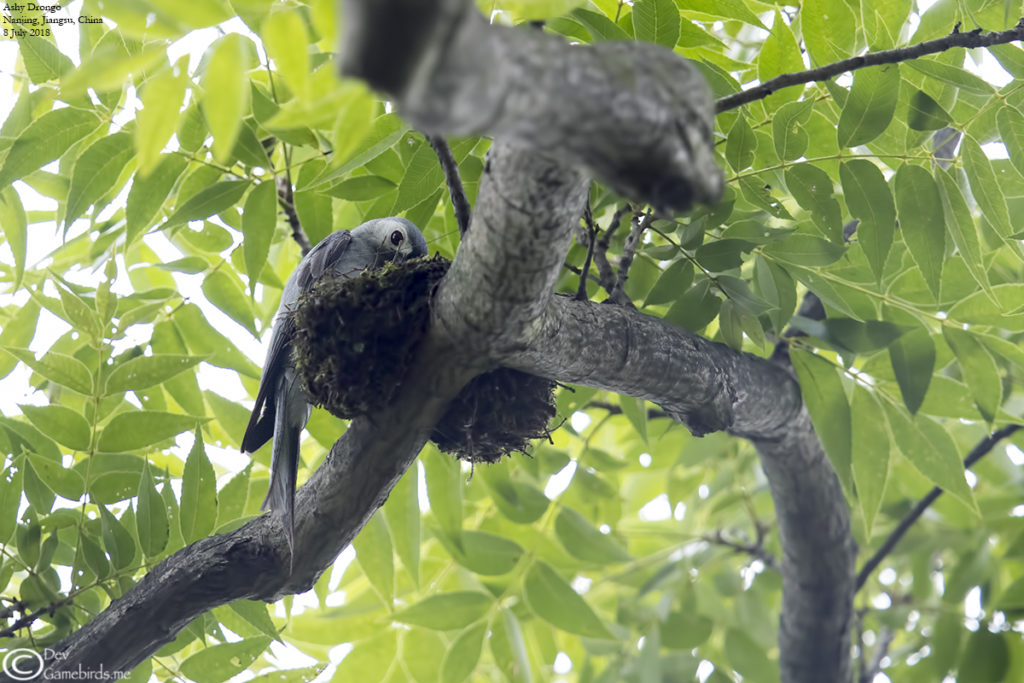 Ashy Drongo in nest at Nanjing Botanical Garden