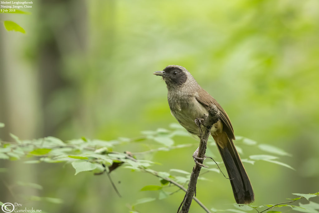 Common Bird of Nanjing - Masked Laughingthrush