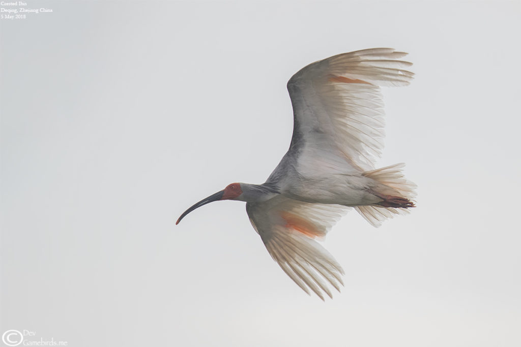 Crested Ibis in flight at Deqing