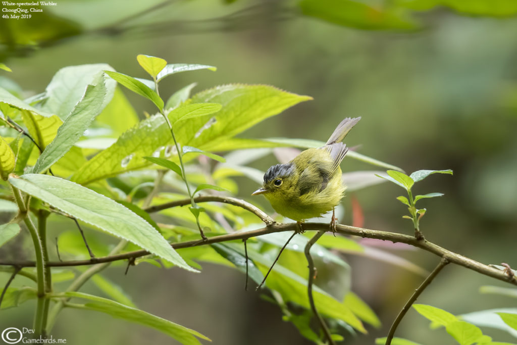 Grey-crowned Warbler, Nanchuan, Chongqing
