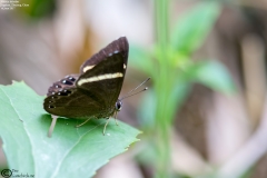 Abisara fylloides