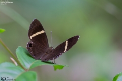 Abisara fylloides