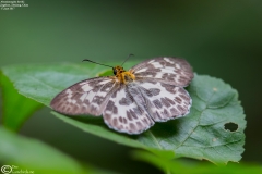 Abraximorpha davidii