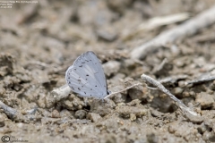 Common Hedge Blue