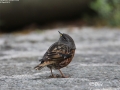 Accentor,Alpine_001