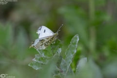 Anthocharis scolymus - Female